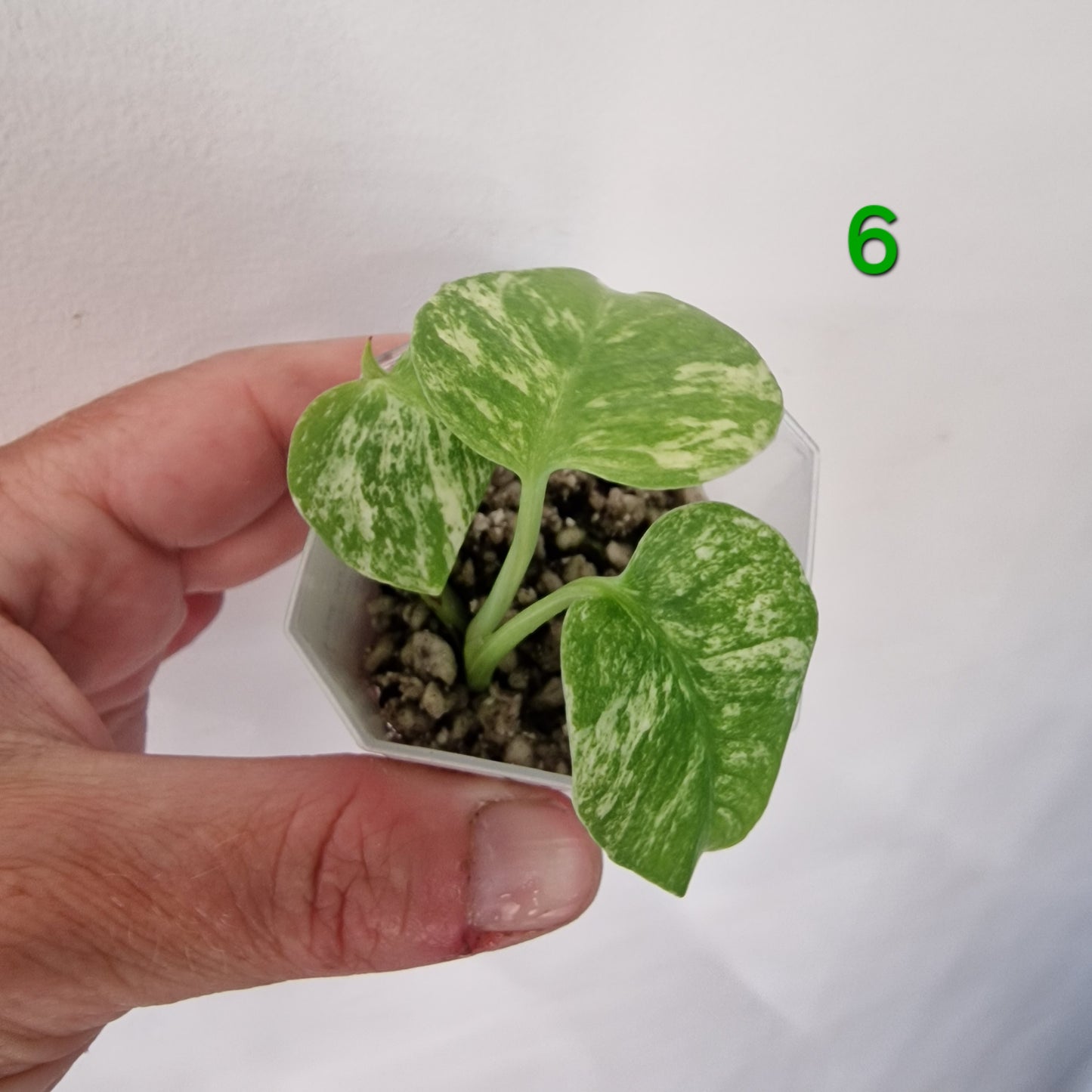 White Monstera – Choose Your Plant