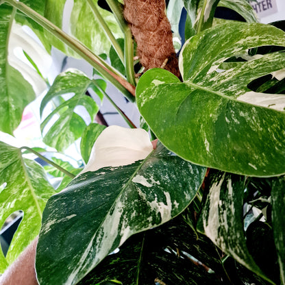 Monstera Albo Top 2 Leaf Cutting
