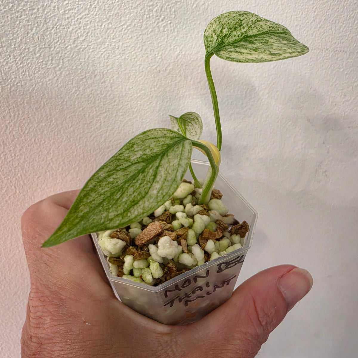 Monstera Deliciosa Thai Mint – Exact Plant #2