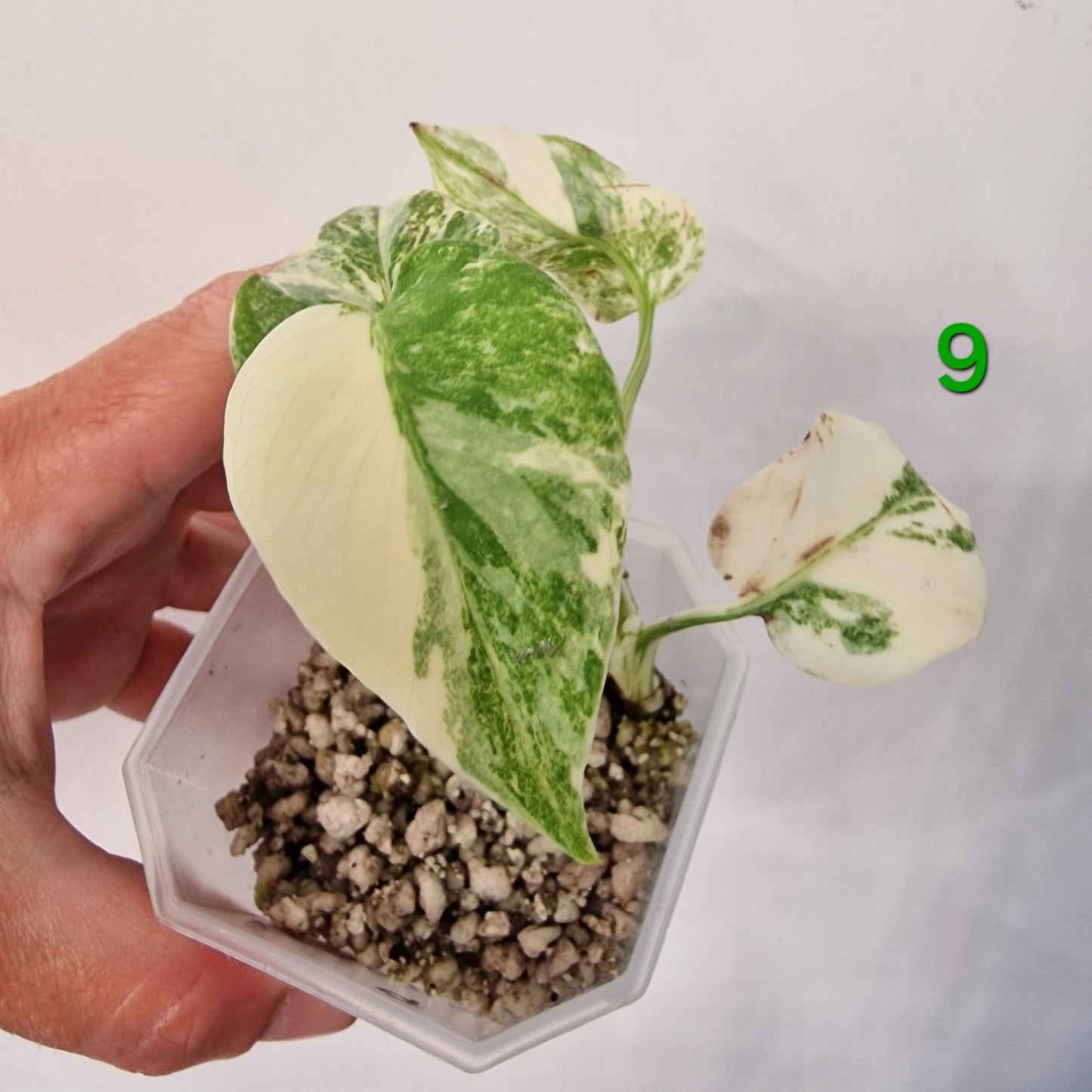 Monstera Legacy – Choose Your Plant