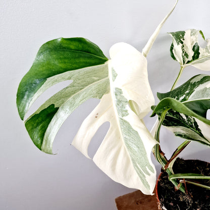 Monstera Albo Super White Houseplant 15cm pot (3)