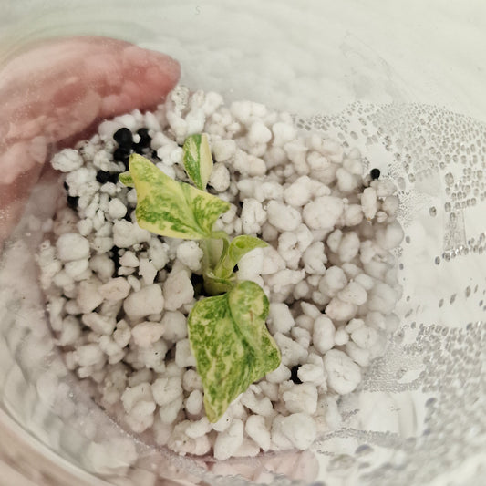 Monstera Green Snow (Thai Constellation Family) – Young TC Plant (#2)