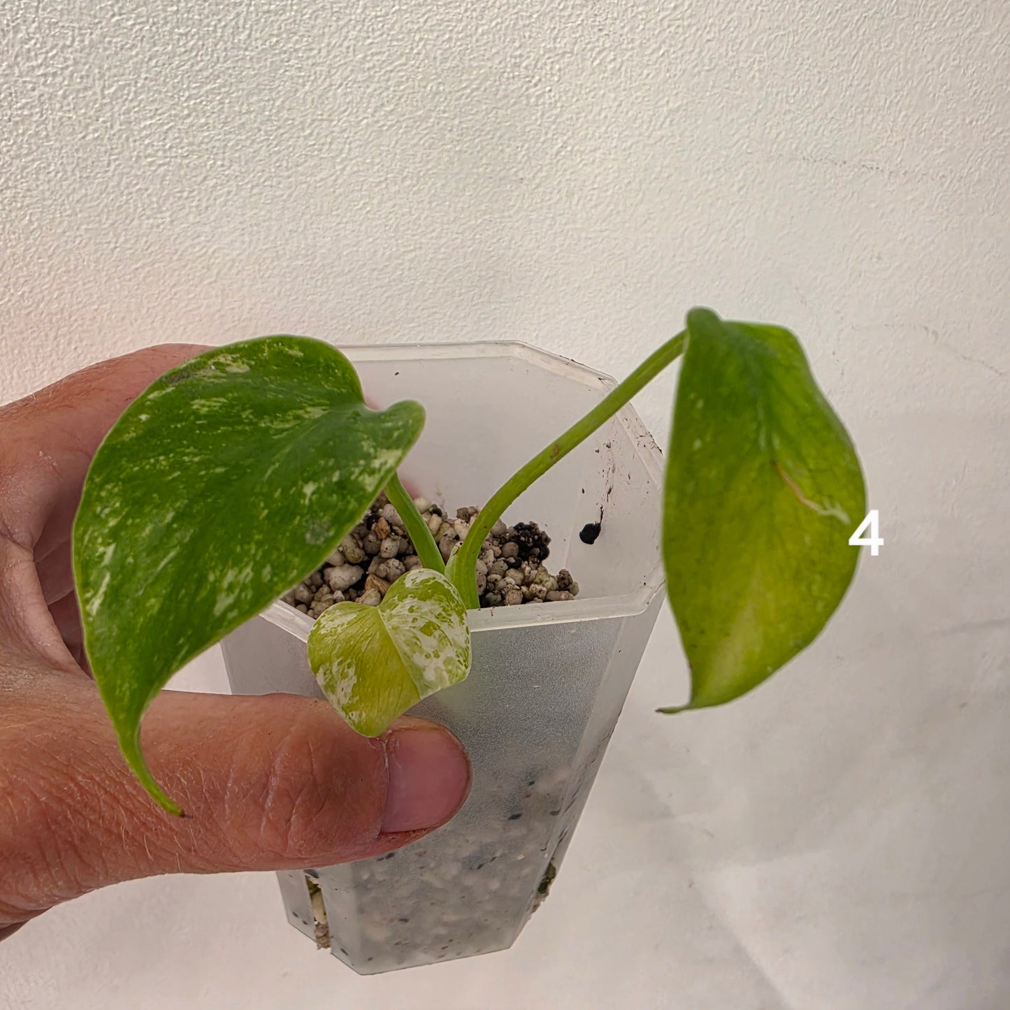 White Monstera – Choose Your Plant