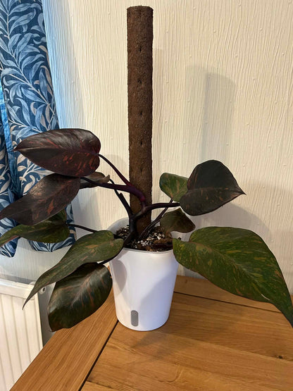 Kratiste Biobased Bark Effect 45cm x 4cm Climbing Pole - comes with 15 pack of clips - connector not inc
