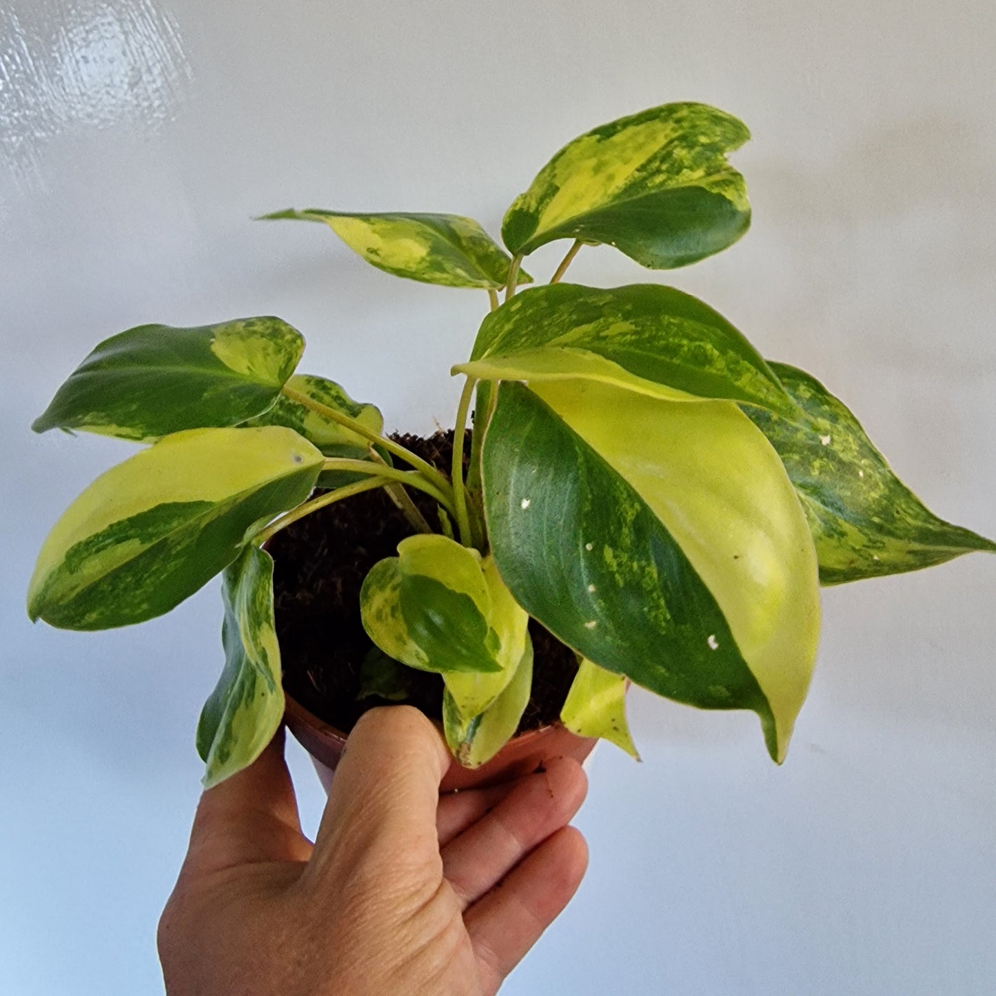 Philodendron Burle Marx Variegata Rare Houseplant 9cm pot