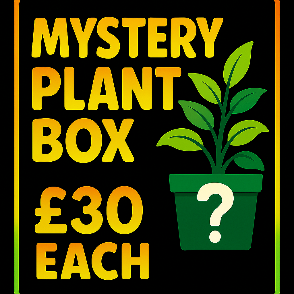 Mystery Houseplant Bundle – Surprise Plant Box (Various Price Options)