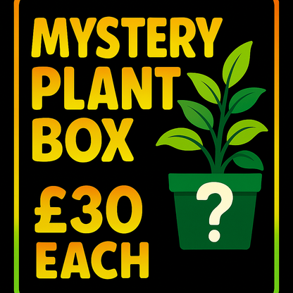 Mystery Houseplant Bundle – Surprise Plant Box (Various Price Options)
