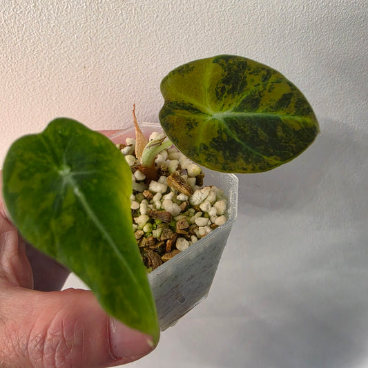 Alocasia Black Velvet Gold Variegated – Established | Exact Plant #5