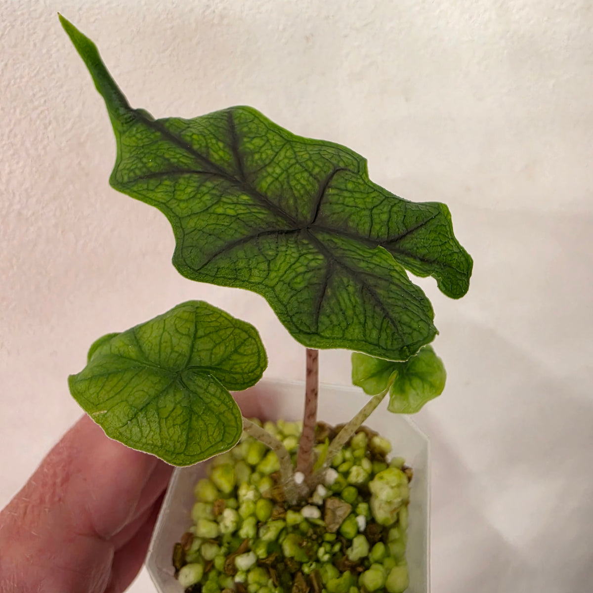 Alocasia Jacklyn ‘Round Leaf’