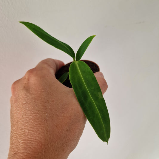 Anthurium Warocqueanum Rare Houseplant 6cm pot