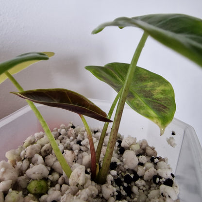 Alocasia Suhirmaniana Aurea Variegation – Exact Plant (2)