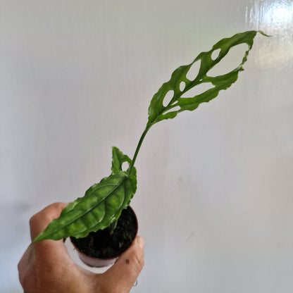 Monstera Obliqua Peru Rare Houseplant 6cm pot