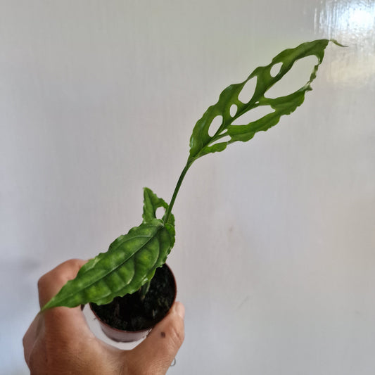 Monstera Obliqua Peru Rare Houseplant 6cm pot