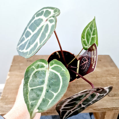 Anthurium Michelle by DocBlock Houseplant 9cm pot (2)