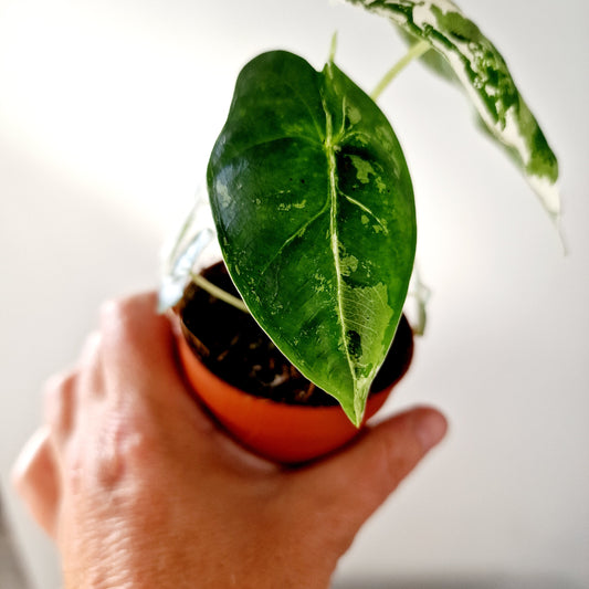 Alocasia Variegated Frydek Houseplant 7cm pot (2)