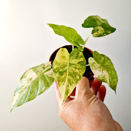 Alocasia Gageana Aurea Houseplant 7cm pot (2)