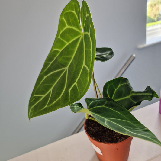 Anthurium Magnificum Rare Houseplant 12cm pot