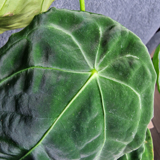 Anthurium Nigrolaminum Fantasy x Forgetii Ecuagenera Import (e) worth £40 – Rehab Plant