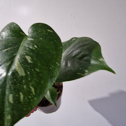 Monstera Thai Constellation Rare Houseplant 11cm pot (1d)