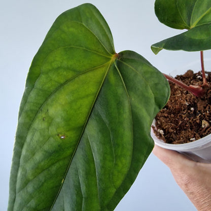 Ecuagenera Rehab Anthurium Espiritu de Montana x Anth Luxury Jungle