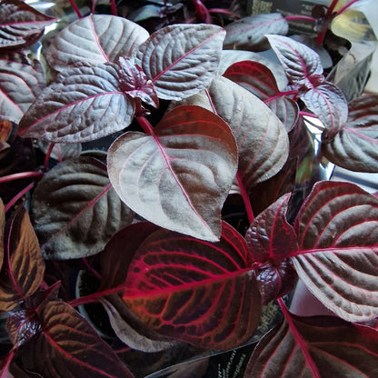 Iresine Herbstii Bloodleaf Rare Houseplant 6cm pot