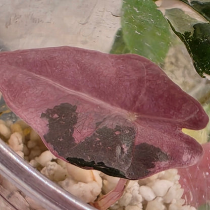 Alocasia Pink Nobillis – Exact Plant (6) - See Description