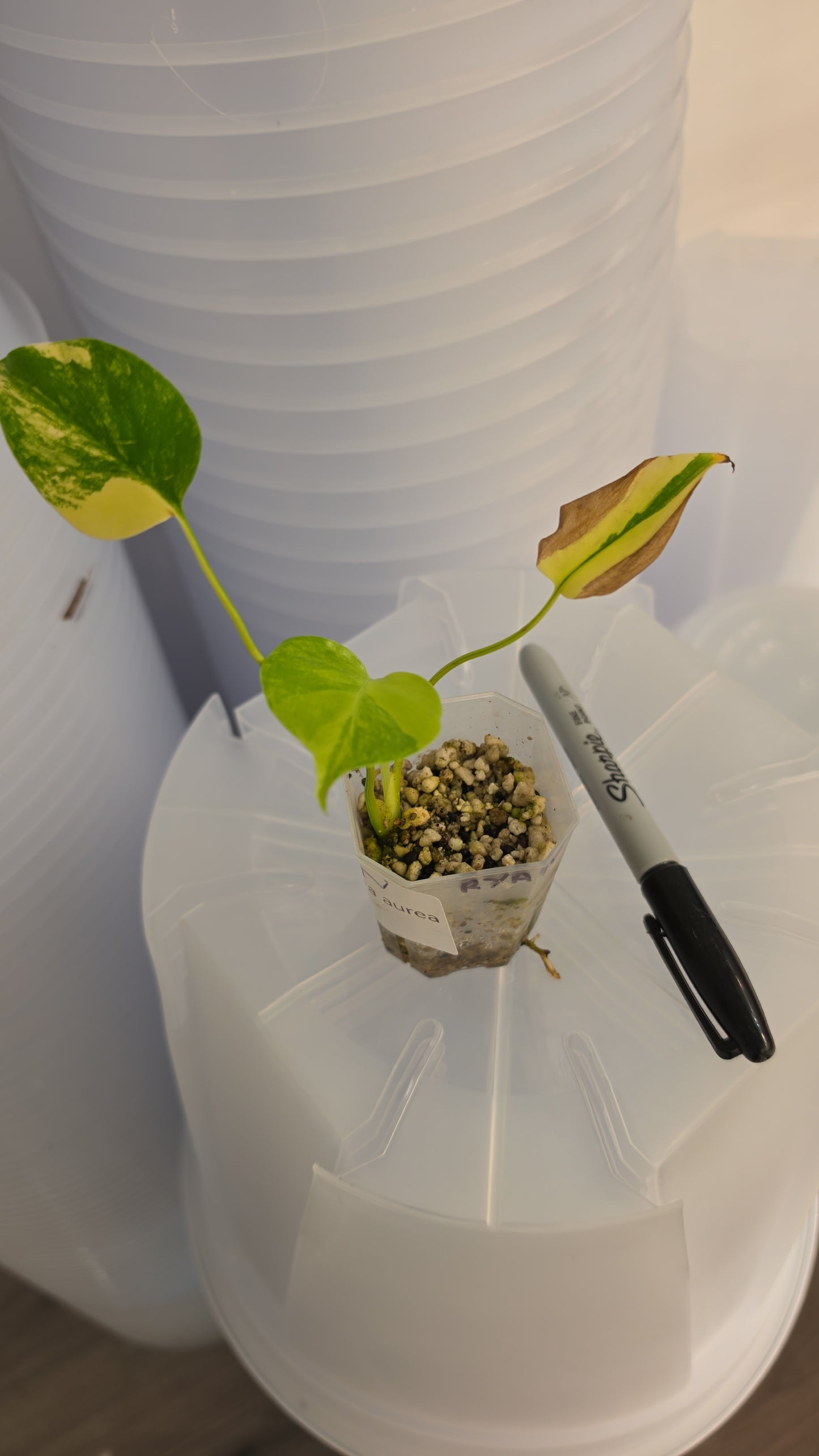 Ryan - Monstera Aurea – Exact Plant