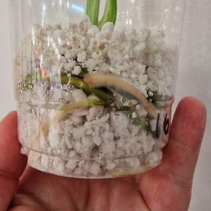 Monstera Bulbasaur – Young TC Plant (Exact Plant #1-16)