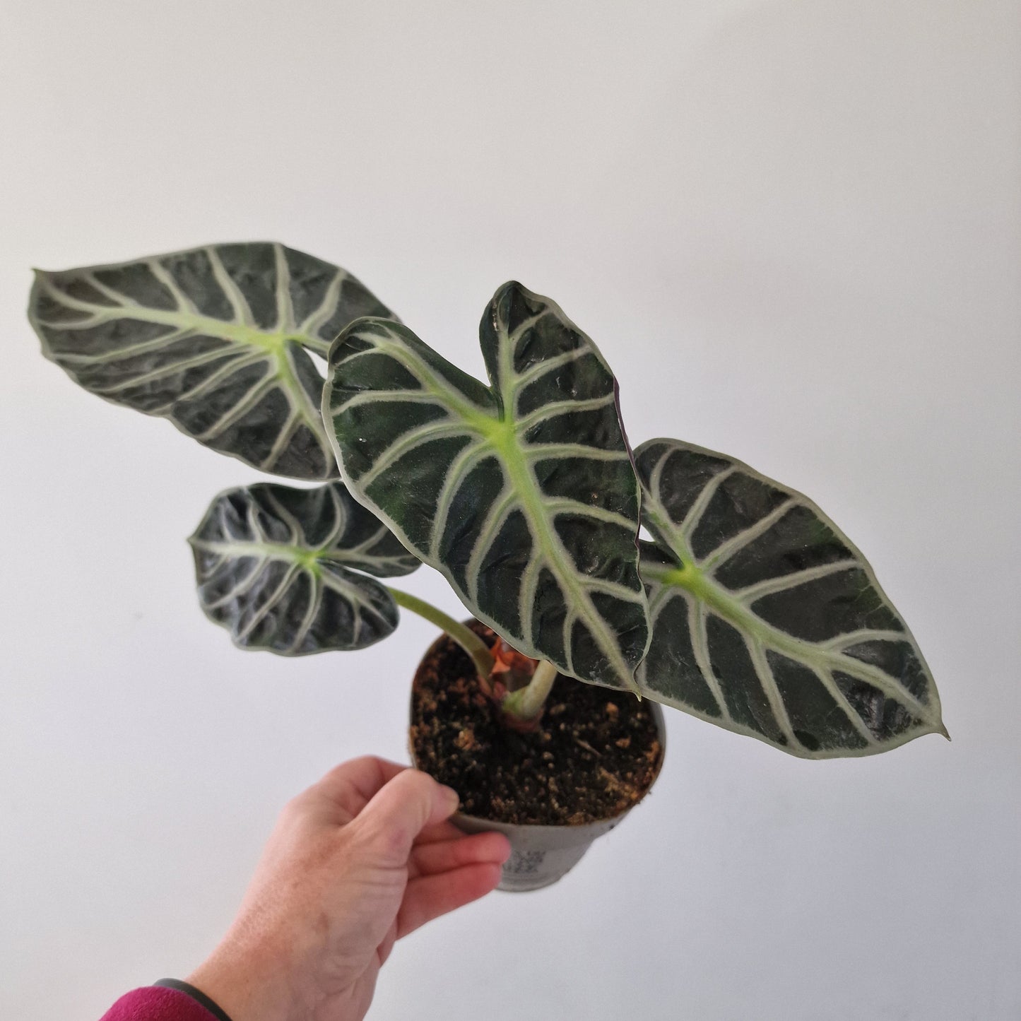 Alocasia ‘Heart Balloon’ – 12cm Pot