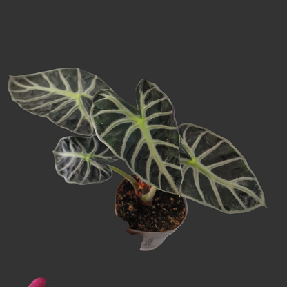 Alocasia ‘Heart Balloon’ – 12cm Pot