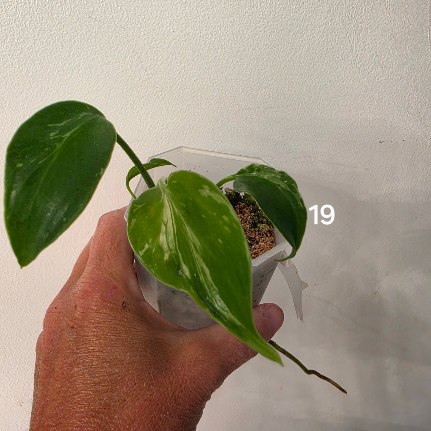 Monstera Bulbasaur 7cm pot – Choose Your Own