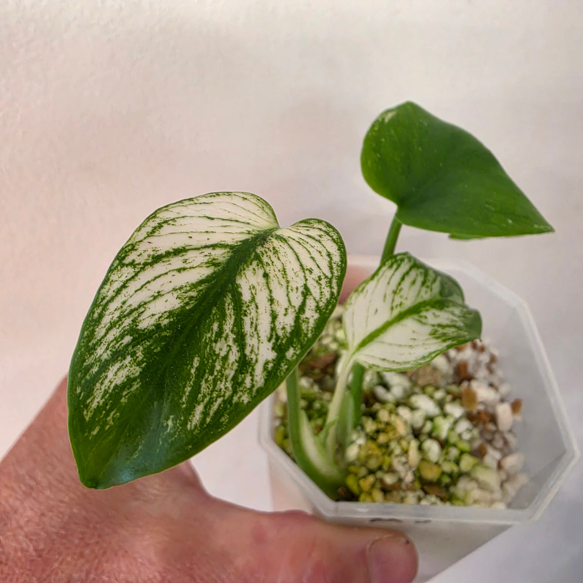 Monstera Devil Monster – Highly Variegated – Exact Plant A3 – See Description