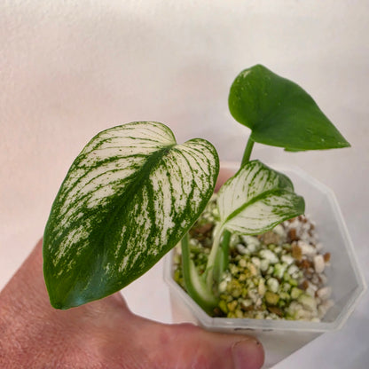 Monstera Devil Monster – Highly Variegated – Exact Plant A3 – See Description
