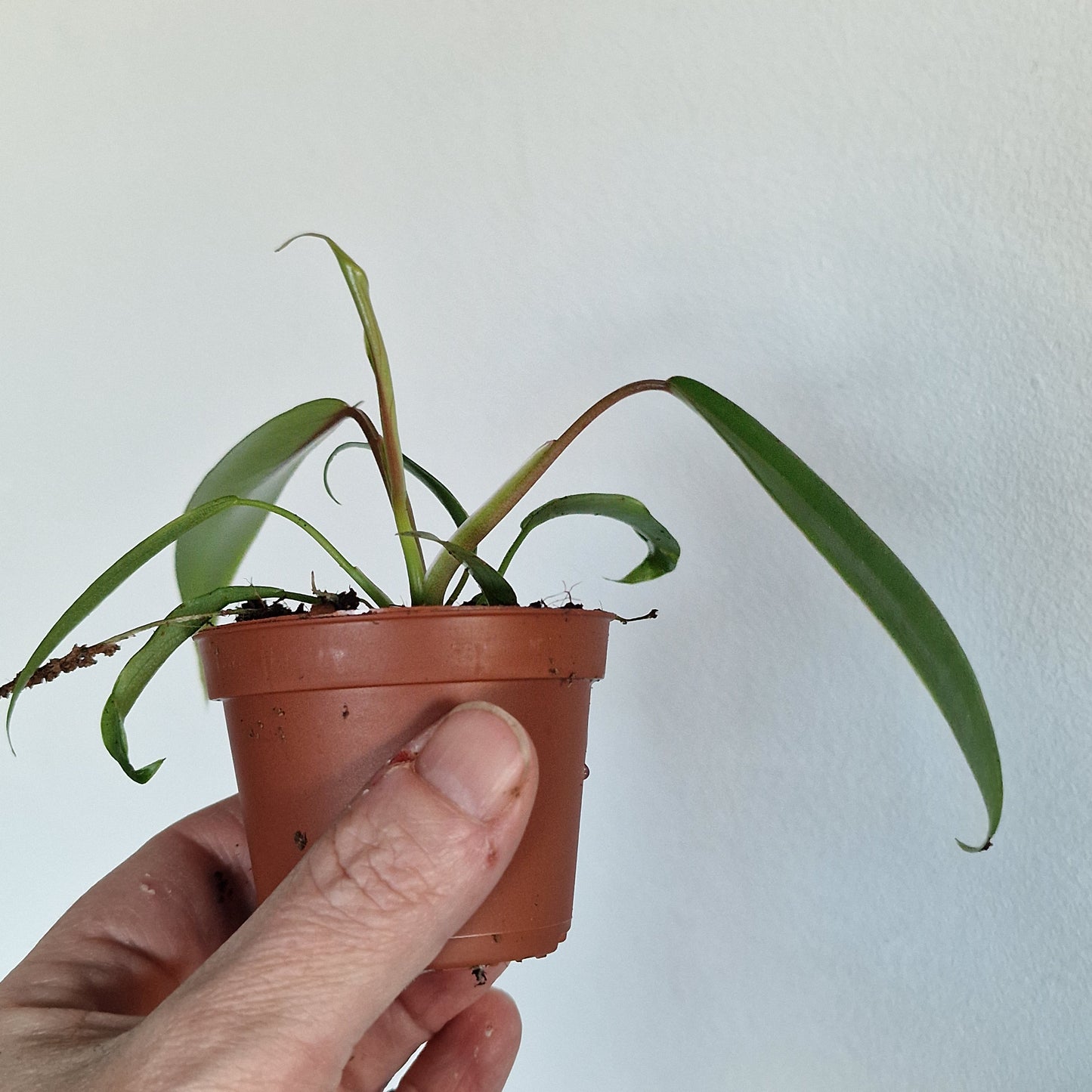 Philodendron Joepii – 6cm Pot