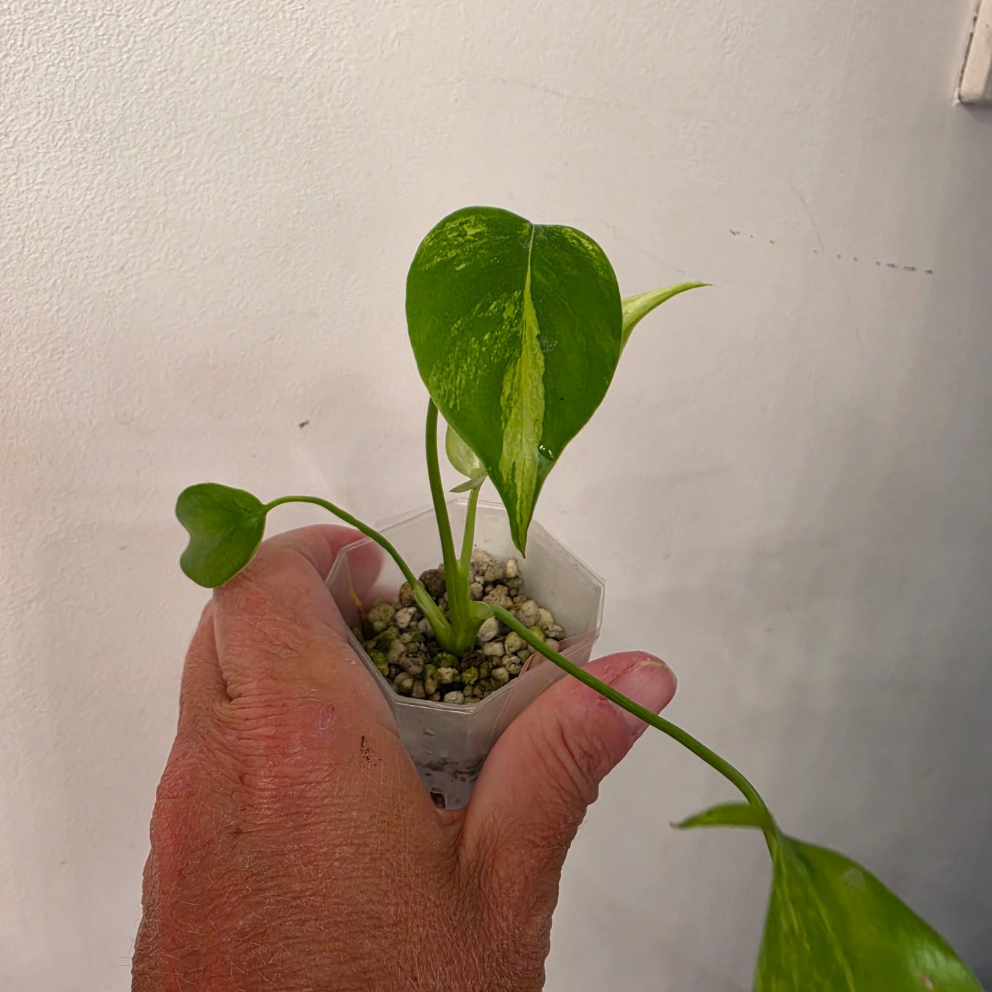 Monstera Aurea – Exact Plant No. 1 - See Description