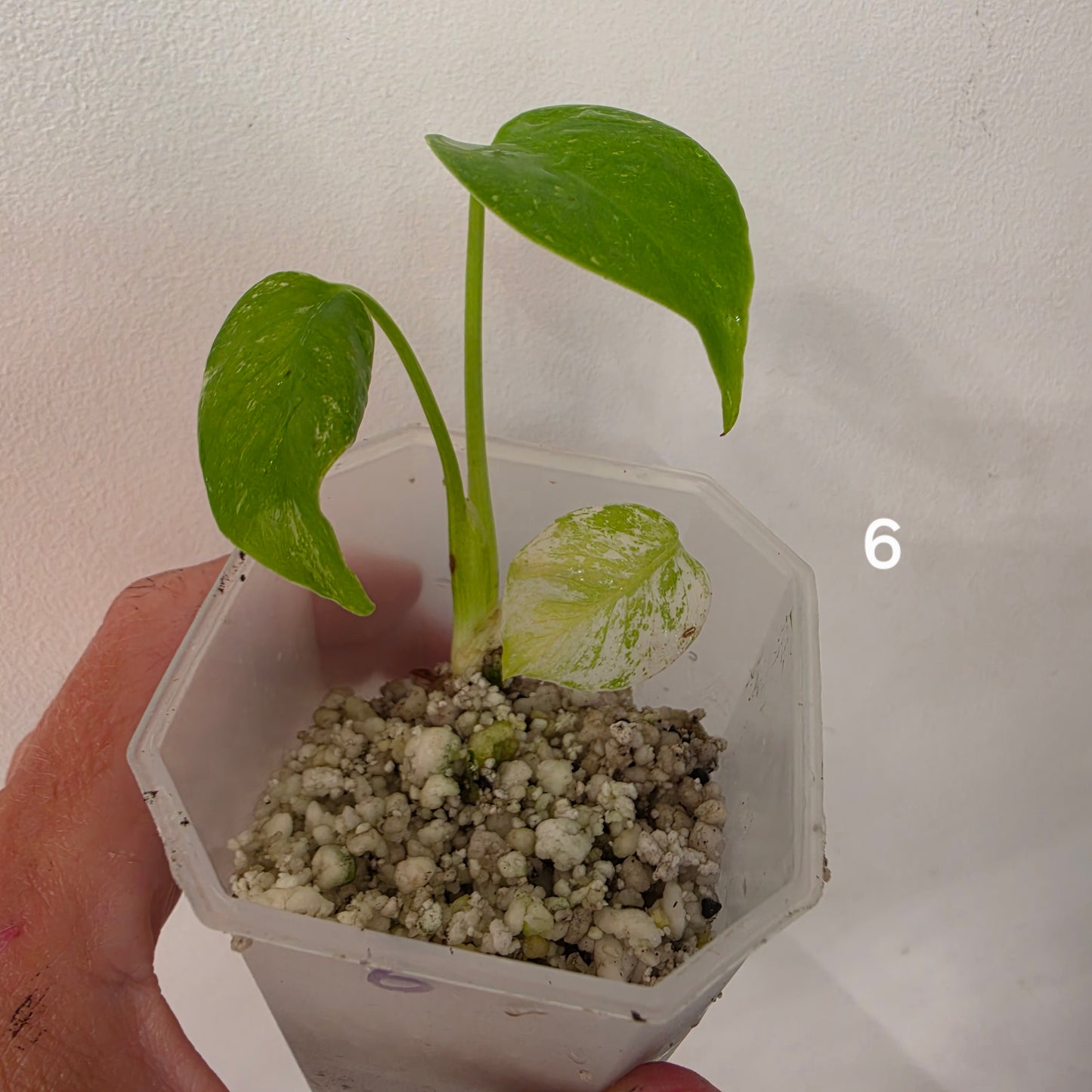 White Monstera – Choose Your Plant