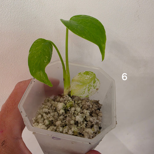 White Monstera – Choose Your Plant