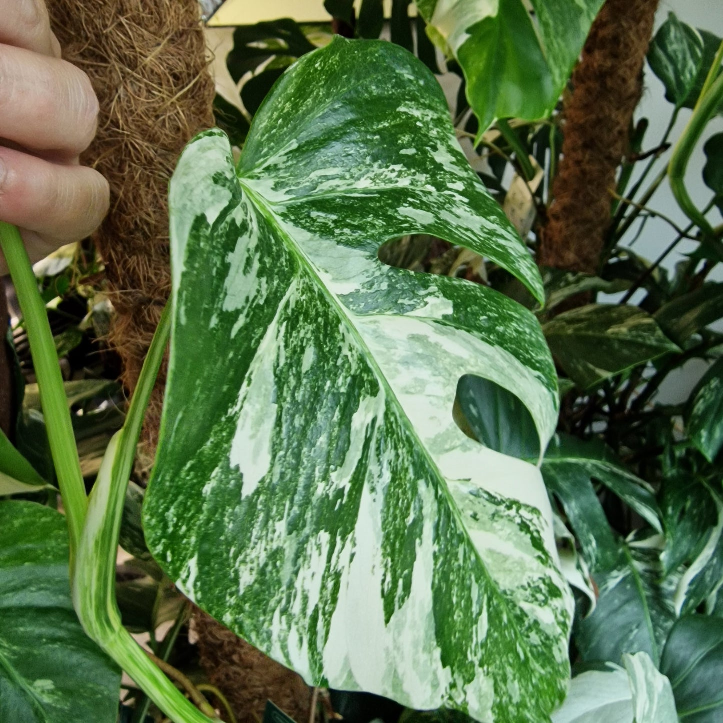 Monstera Albo Top Cutting (2)