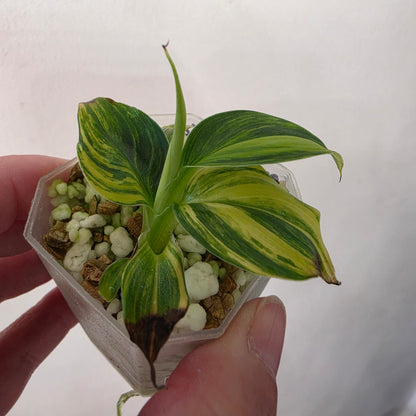 Musa Aurea Yellow Variegated