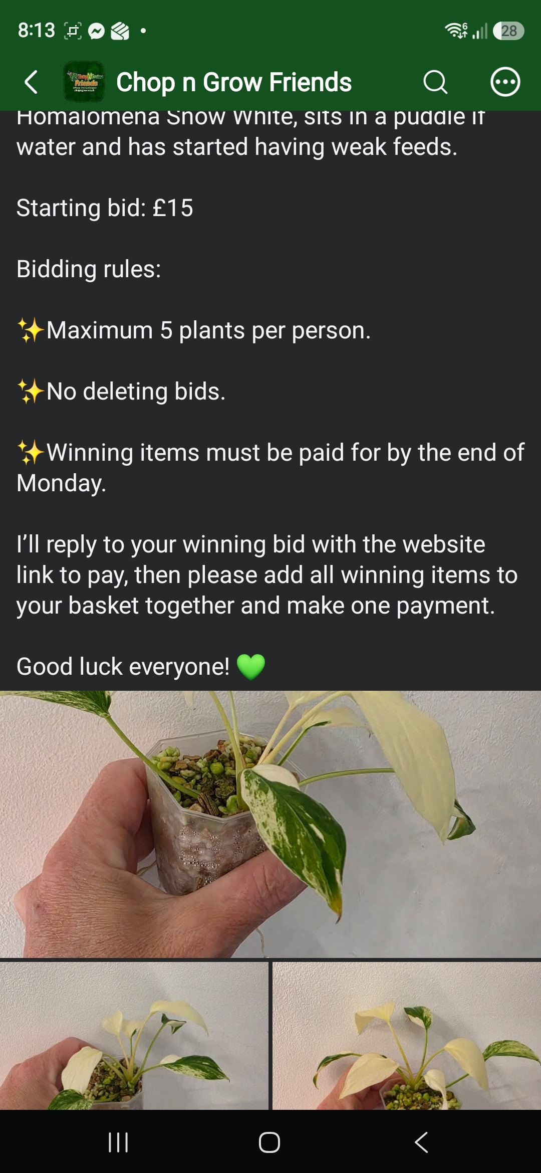 Sunday CnG Sale -  Svenny Homalomena