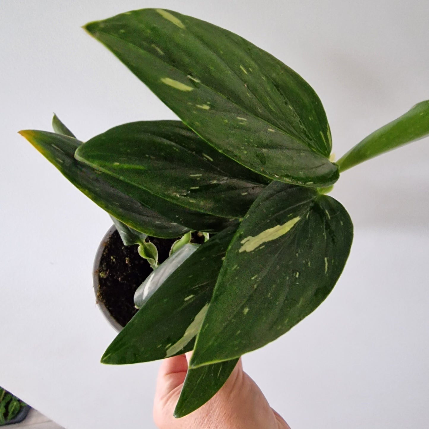 Philodendron Cobra Monstera Standleyana Variegated Rare Houseplant 12cm pot