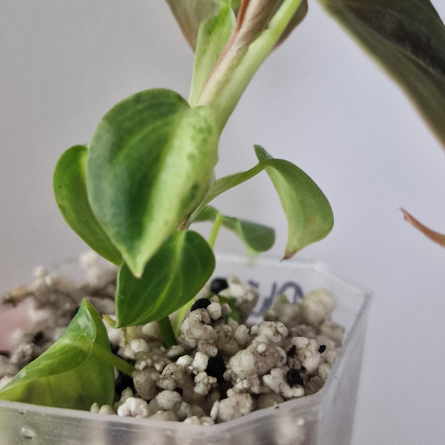 Philodendron Melanochrysum Variegated  – Young Exact Plant (#2)