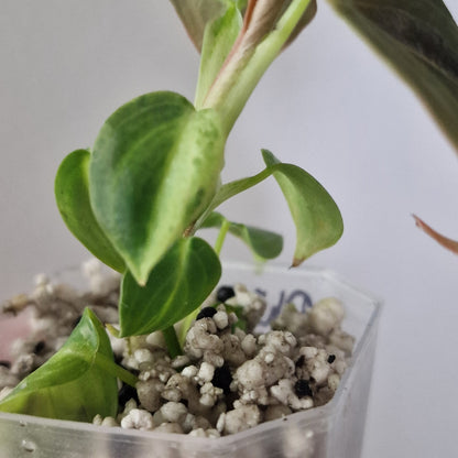 Philodendron Melanochrysum Variegated  – Young Exact Plant (#2)