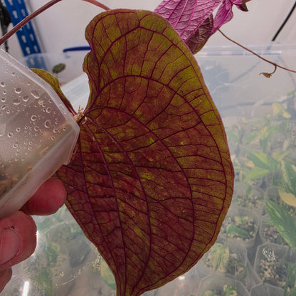 Dioscorea Dioscorea Vining Climbing Plant Exact Plant (1)