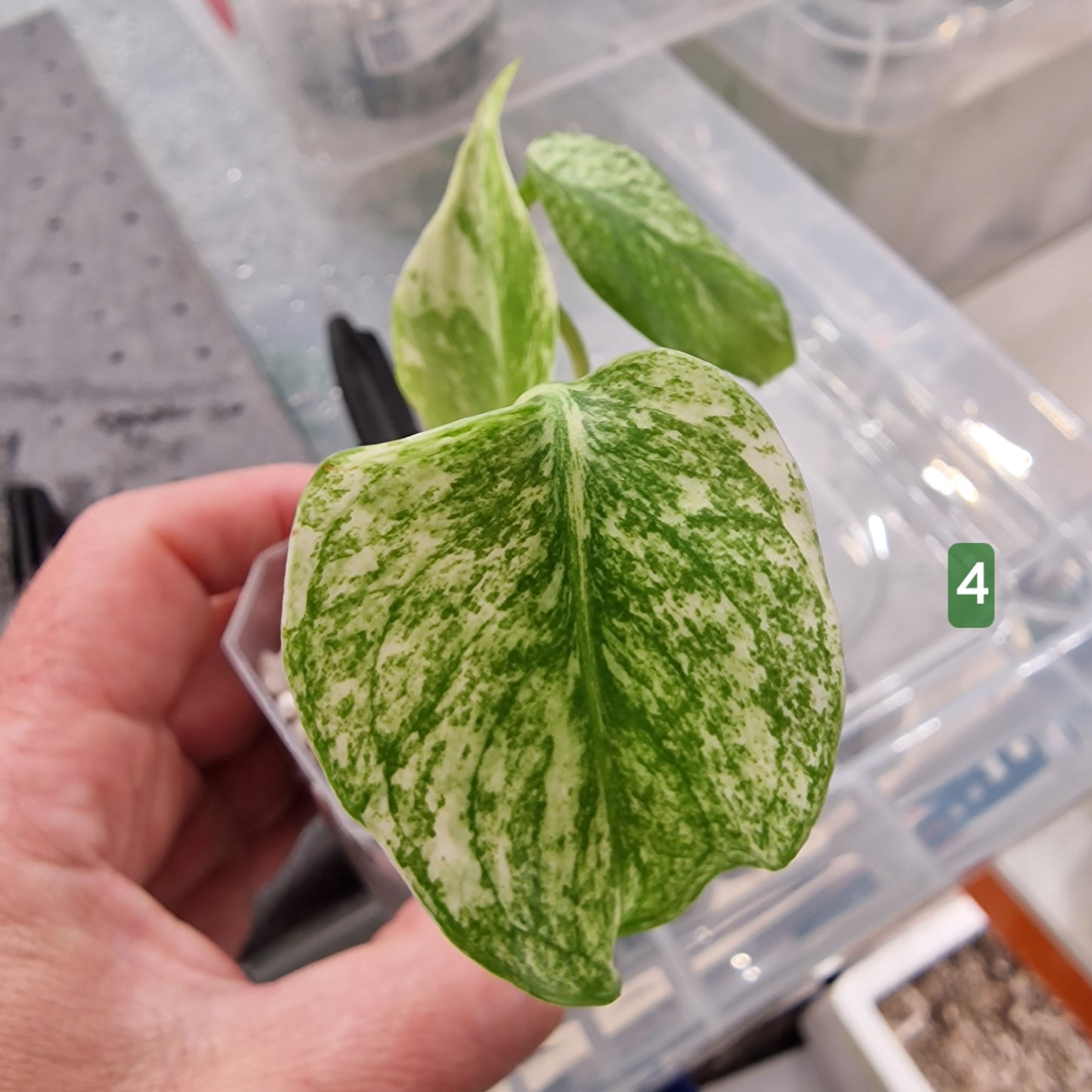 White Monstera – Choose Your Plant