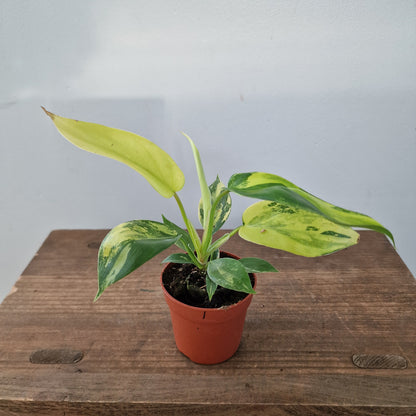 Philodendron Florida Beauty – 7cm Pot (#1)