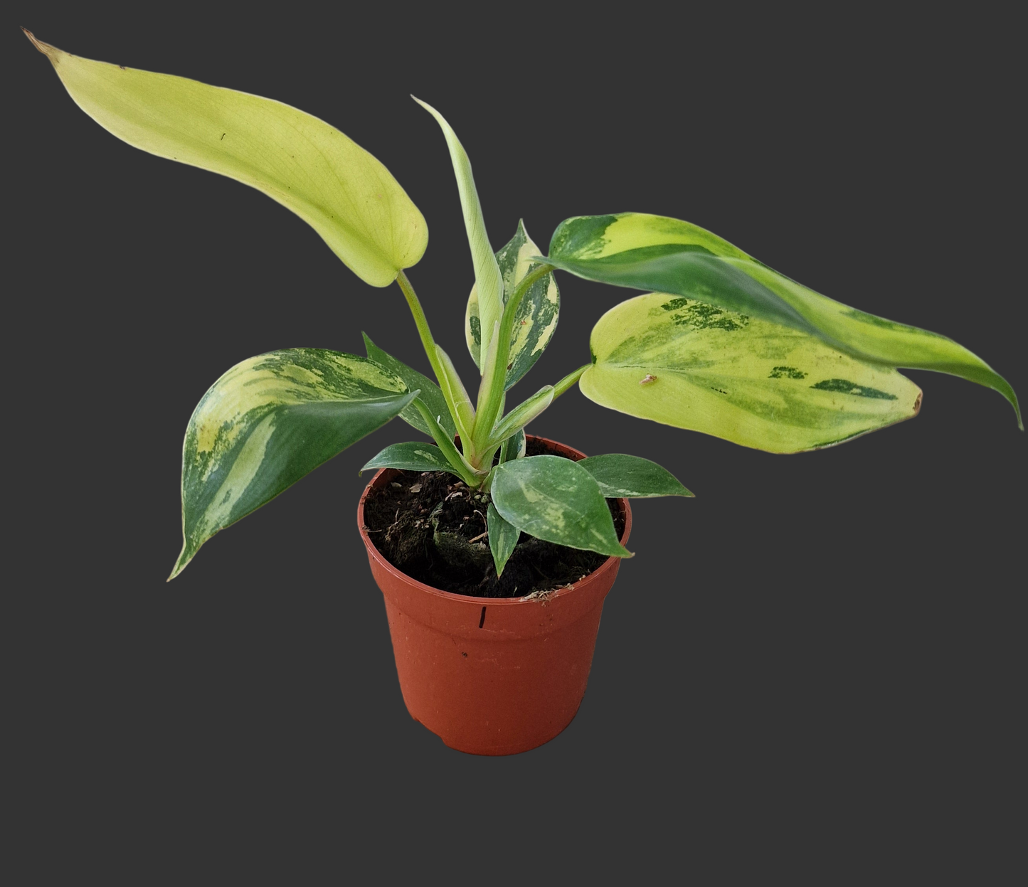 Philodendron Florida Beauty – 7cm Pot (#1)