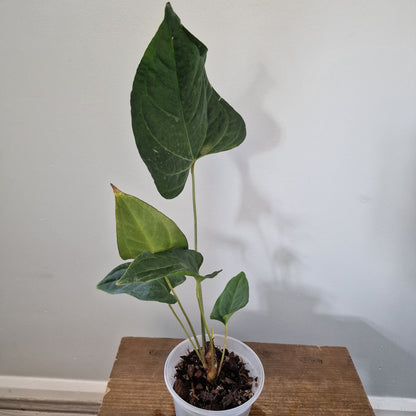 Ecuagenera Rehab Anthurium Novelty x Anth Jungle Dreams x Anth besseae aff (A4)