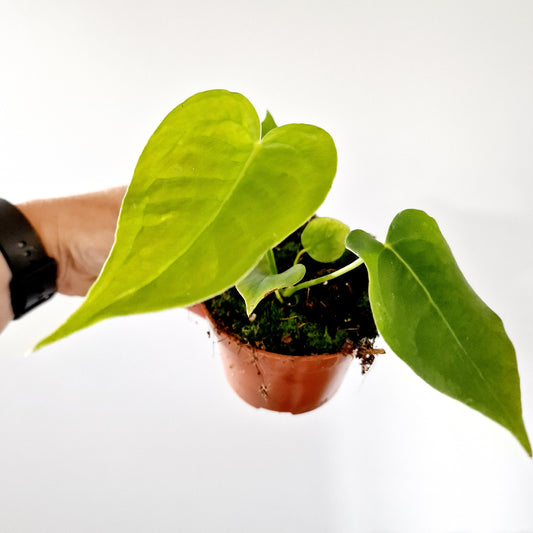 Anthurium Veitchii Houseplant 10.5cm pot (2)