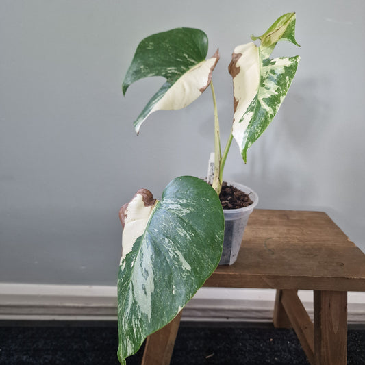Ecuagenera Rehab Monstera Albo  (C16)